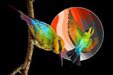 2 BeeEaters 5
