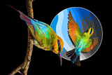 2 BeeEaters 7