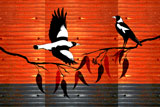 2Magpies3