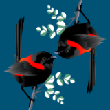 2 Redback Wrens.