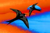 2Swallows