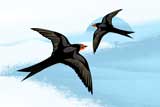 2Swallows6