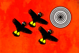 3BlackCockatoos2