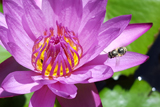 American Beauty WaterLily