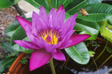 American Beauty WaterLily