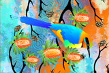 Banksia BeeEater 5