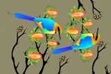 Banksia BeeEaters