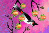 Banksia BulBul 5