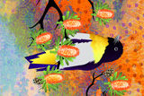 Banksia MistleToe Bird 8