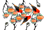 Banksia Scarlets 13