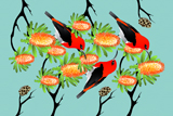 Banksia Scarlets 5