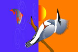 BeltedKingFisher2