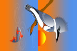 BeltedKingFisher5
