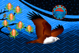 Brahminy Kite 2