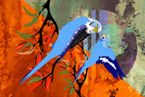 BushFire Budgies