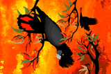 BushFire FireTails