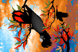 BushFire FireTails 5