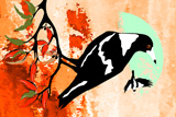 BushFire Magpies 2