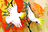 BushFire Sulfur Crested Cockatoos 3