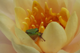 ClydeIkinsWaterLily
