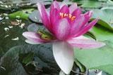 ConquerorWaterLilyAnd3LitoriaFallax