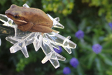 ChristmasLightFrog