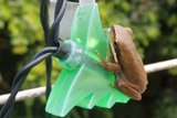 ChristmasLightFrog