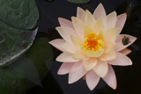Clyde Ikins WaterLily