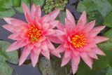 ColoradoWaterLily