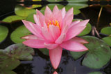 ColoradoWaterLily
