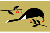 Currawong2