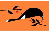 Currawong3
