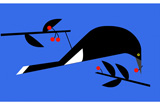 Currawong4