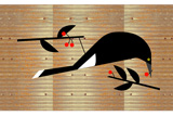 Currawong5