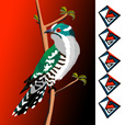 Diederik Cuckoo 3.