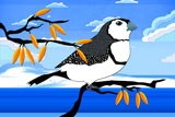 DoubleBarredFinch15