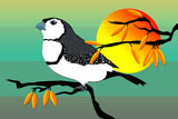 DoubleBarredFinch4