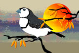 DoubleBarredFinch5