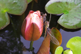 Dragon Fly