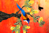 Eastern SpineBill Banksia