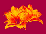 ElectricLily2