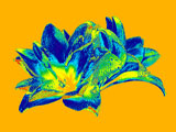 ElectricLily3