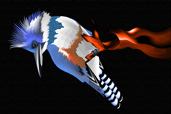 Female Belted KingFisher