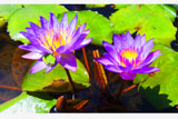 Frog&Lily