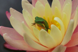 LittoriaFallaxFrogAndGregg'sOrangeBeautyWaterlily