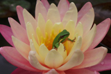 LittoriaFallaxFrogAndGregg'sOrangeBeautyWaterlily