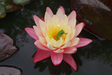 LittoriaFallaxFrogAndGregg'sOrangeBeautyWaterlily