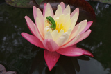 LittoriaFallaxFrogAndGregg'sOrangeBeautyWaterlily