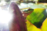 LittoriaFallaxFrog