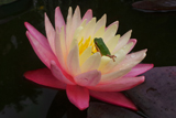 LittoriaFallaxFrogAndGregg'sOrangeBeautyWaterlily